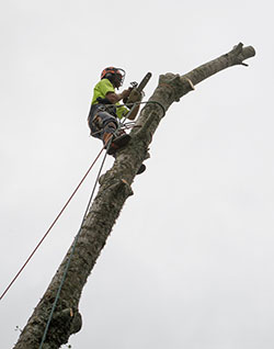 Tree Dismantling service - Tauranga