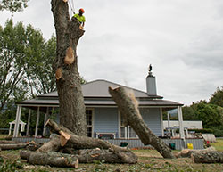 tree dismantling service for the Bay of Plenty