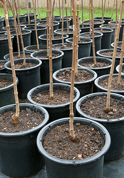 Tree Planting Service for Tauranga, Omokoroa, KatiKati