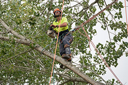 Tree Pruning servies Bay of Plenty