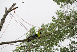 Tree Pruning services